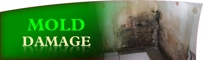 Tampa Mold Damage Services