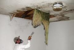 Tampa Mold Removal